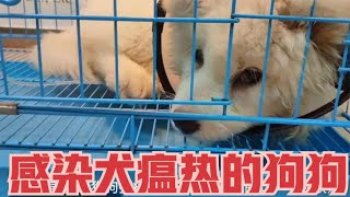 狗狗不幸感染了犬瘟热，还好主人及时发现。留院治疗两天情况好转