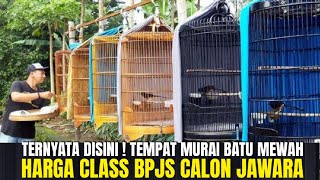 TERNYATA DISINI ! TEMPAT JUAL MURAI BATU MATERI PROSPEK LOMBA HARGA BPJS DI JAKARTA !