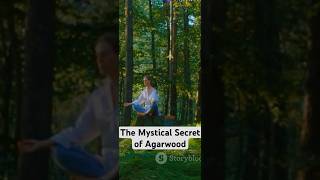 The Mystical Secrets of Agarwood: A Meditation Treasure in 60 Seconds