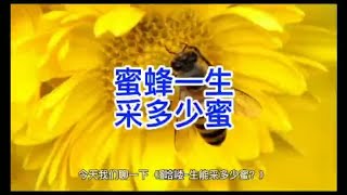 蜜蜂一生能采多少蜜？