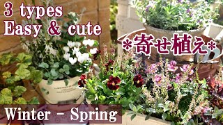 Easy and cute!Winter group planting*Choosing flowers with a focus on color/Gardening