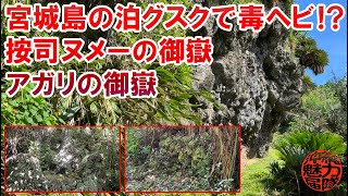 【宮城島のジャングル探検】宮城島の泊グスクで毒ヘビ！？按司ヌメーの御嶽とアガリの御嶽の2ヶ所の拝所！