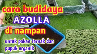 Cara Budidaya Azolla Di Nampan || Untuk Pakan Ternak Dan Pupuk Organik