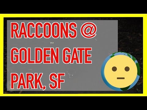 Two Raccoons Maybe Protecting Baby Raccoon / Family While Looking For Food / Coon Facts | MySuLonE Two Raccoons Maybe Protecting Baby Raccoon / Family While Looking For Food / Coon Facts | MySuLonE