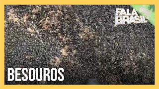 Infestação de besouros cobre ruas no interior do Amapá