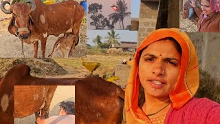 Navi gay ne milking kevi rite Kariyu || નવી ગાયને મિલ્કીંગ કેવી રીતે કર્યું 🐂🤔