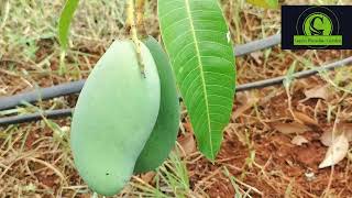 Thailand Mango, all Time Mango. Exotic fruit plant  2. #GreenParadiseGarden