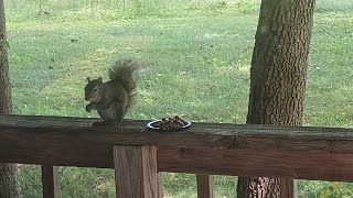 OUR SQUIRREL SANDY