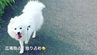 ＜広場独り占め＞日本スピッツレモン🍋白いもふもふ犬japanesespitz