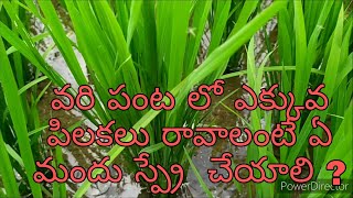 #agriculture #paddy వరి పంట లో ఎక్కువ పిలకలు రావాలంటే ఏ మందు స్ప్రే  చేయాలి ?