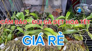 8/11 E TRƯỜNG THANH HOÁ BÁN CẨM BÁO - ĐÙI GÀ DẸT HOA TẾT , GIÁ BÌNH DÂN . SDT- ZALO : 0965224337