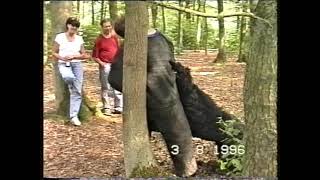 Bouvier des Flandres: Royal Dutch Police Dog Association