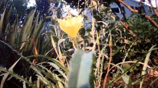 Moonflower Time lapse