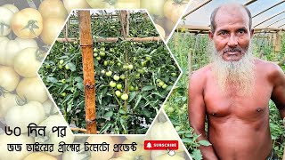 ৬০ দিন পর টমেটো গাছের গ্রোথ এবং ফলন # shorts