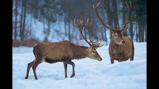 Jeleň európsky ( Cervus elaphus)