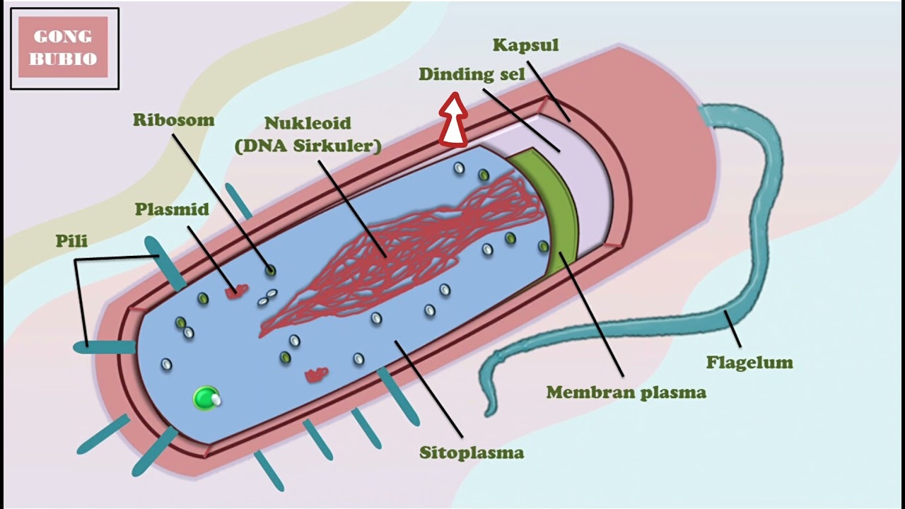 CIRI CIRI DAN STRUKTUR BAKTERI - YouTube