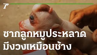 ซากลูกหมูประหลาด มีงวงเหมือนช้าง | 25-11-65 | ตะลอนข่าว