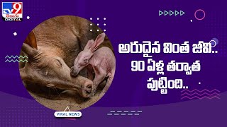 అరుదైన వింత జీవి.. 90 ఏళ్ల తర్వాత పుట్టింది..  -TV9