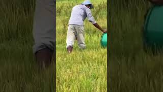 Screaming farmers now rich in grass #agriculture #farmer #ricecultivation