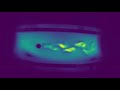 realtime magnetic resonance imaging movie of a kármán vortex street in a water channel