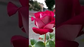 happy rose day #happy #happyroseday #happyrosedayspecialstatus