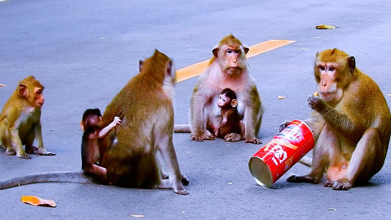 Family Alba Animal Monkey Youtube