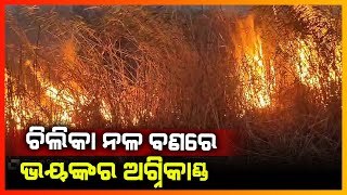 ଚିଲିକା ନଳବଣରେ ଭୟଙ୍କର ଅଗ୍ନିକାଣ୍ଡ || KHORDHA NEWS