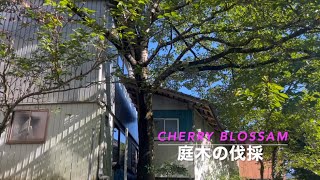 【桜の伐採】 logging of cherry blossoms