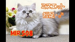 ミヌエット子猫【ニャンコキッズ】MIR508　短足　男の子　更新