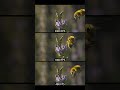 480fps vs 1000fps Bee flying in slow motion