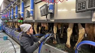 Feeding and Caring for Two Thousand Cows : Modern Cattle Farm in USA 2023