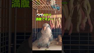 オキナインコが歌う🎤《満腹な》お弁当箱のうた🍱　#オキナインコ