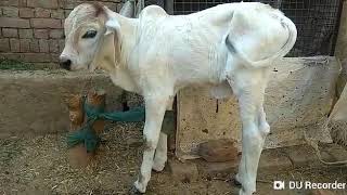 Newborn 100% pure Tharparkar calf