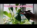 Key tips to water your peace lily in Tamil with English subtitles