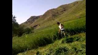 ERZURUM NARMAN  BOĞAKALE KÖYÜ  2011   ÇAYIR BİÇERKEN .