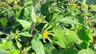 残暑続く・・・ ②アメリカセンダングサ！ Bidens frondosa.