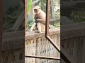 baby monkey 🐒🐒 u0026 mother ମା ଆଉ ଛୁଆ love moment viral video shorts video