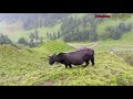 beautiful and relaxing mountain village life in hailstone rainy time primitive rural village life.