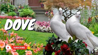 BEAUTIFUL BIRD DOVE IN 4K | ULTRA HD VIDEO |