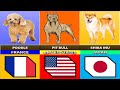 popular dog breeds from different countries - Dog Breeds From Different Countries
