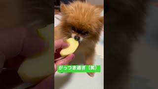 食べ方が可愛くてついついあげてしまう #ポメラニアン #ポメラニアンのれおちゃん #かわいい犬 #りんご #犬 #shorts