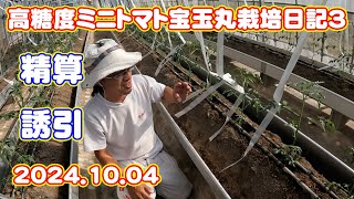 High sugar content mini tomato Houdamamaru cultivation diary 3 Settlement Attract Japan Farming