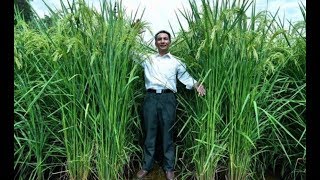 Giant Rice is 2.2 meters tall