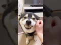 【激カワ】ちょこんと座ってガルつく柴犬が可愛すぎた💕