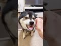 【激カワ】ちょこんと座ってガルつく柴犬が可愛すぎた💕