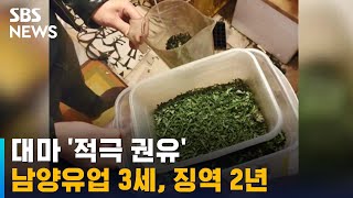 대마 판매 · 흡연 남양유업 3세, 1심 징역 2년 실형 / SBS