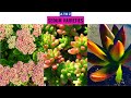 Sedum Varieties A to Z