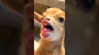 cute goat funny video | cute goat baby | goat sound | cute goten | goat video | funny goat | #short