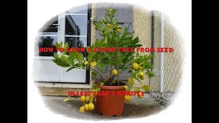 How to grow a lemon tree from seed in less than 2 minutes ? - Monjardindansleslandes