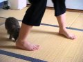 モカ（うさぎ）の畳部屋さんぽ